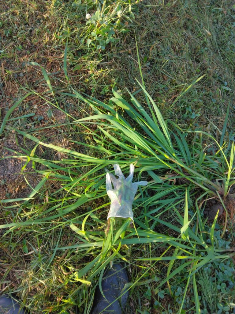 田んぼで除草した後の様子