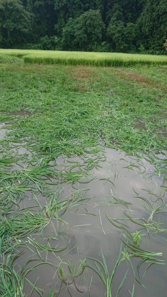 住宅近くの田んぼの草刈り後