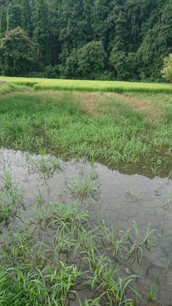 住宅近くの田んぼの草刈り前