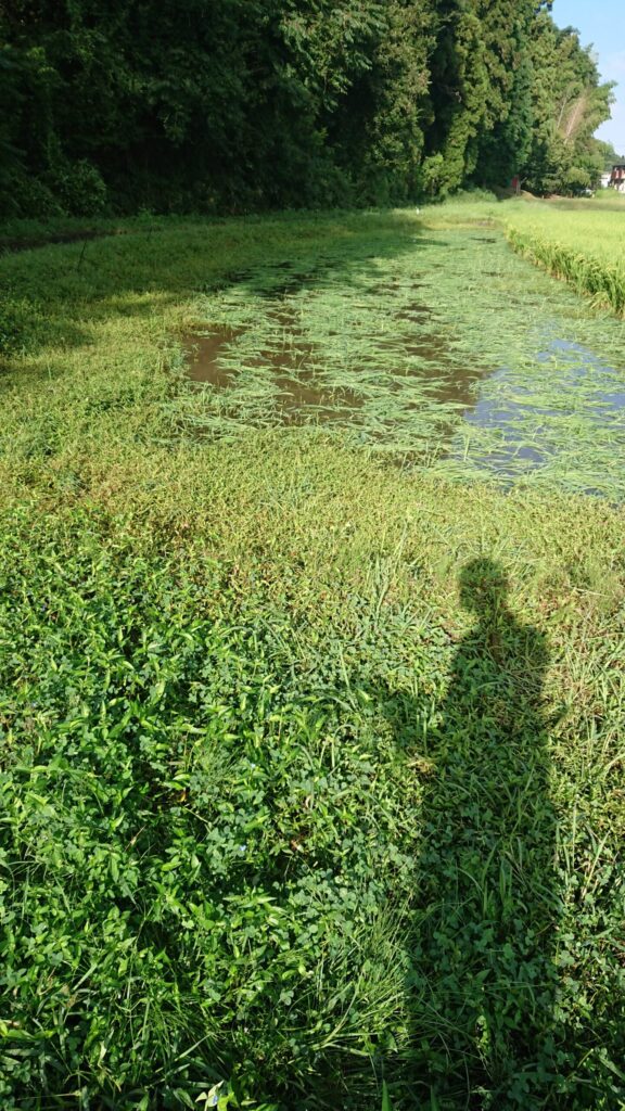 山側の田んぼの草刈り後