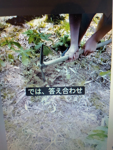 果たして筍か!?息子の答え合わせです。