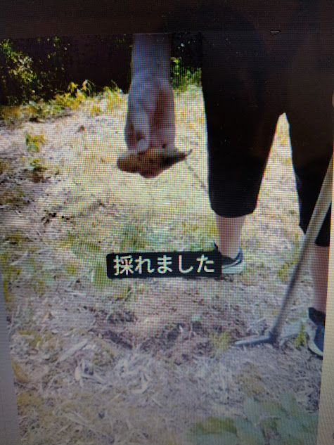 息子は小さな筍を収穫しました