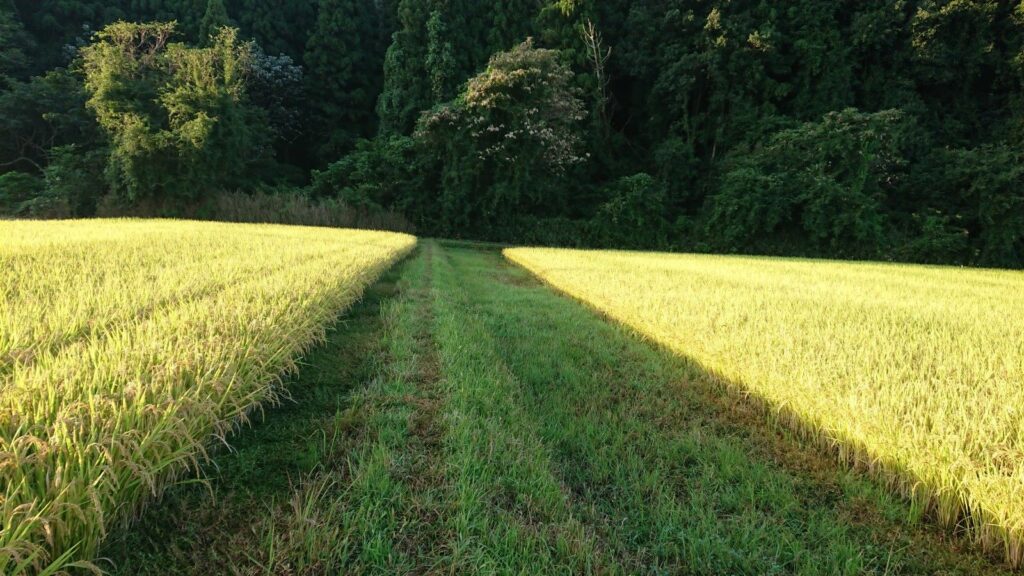 このように広く広がる田んぼは動力式草刈機の方が圧倒的に草刈りスピードが早いです。