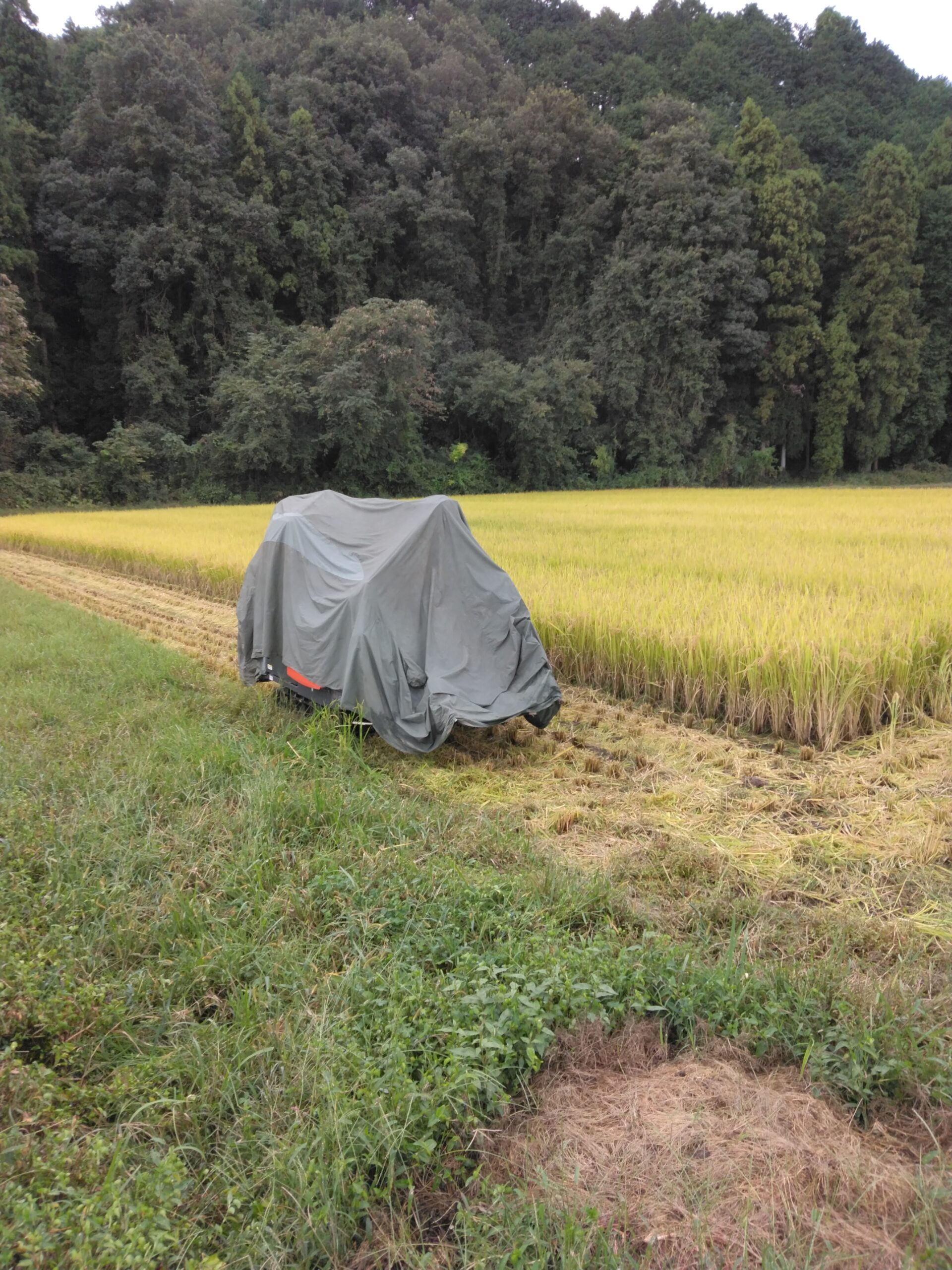 自然に逆らうことはできません。雨が降ったため、稲刈りは一時ストップ