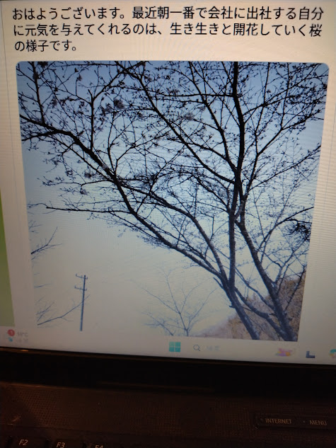 桜を見る心の余裕もできました