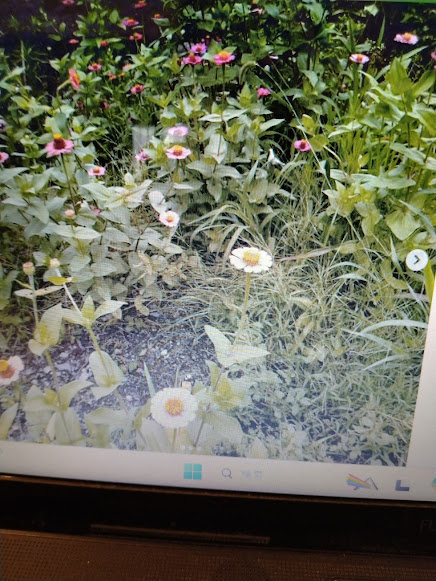 畑で仏壇に供える花を母の代わりにつんできました。