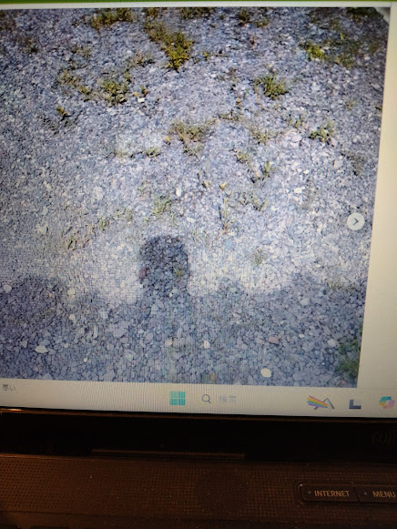 庭の草むしり