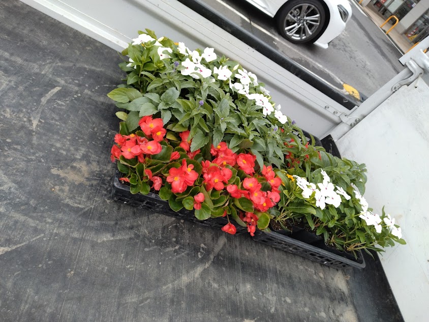 自治会の清掃活動で花壇に植える花