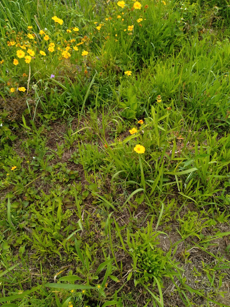 幼芽は畑にどんどん侵入