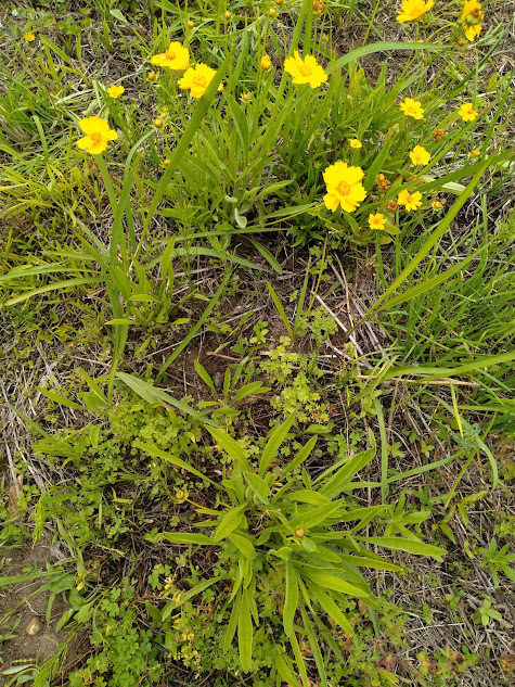 細かい幼芽も見逃すことなく処分(ヘラのような葉を目印に探す)