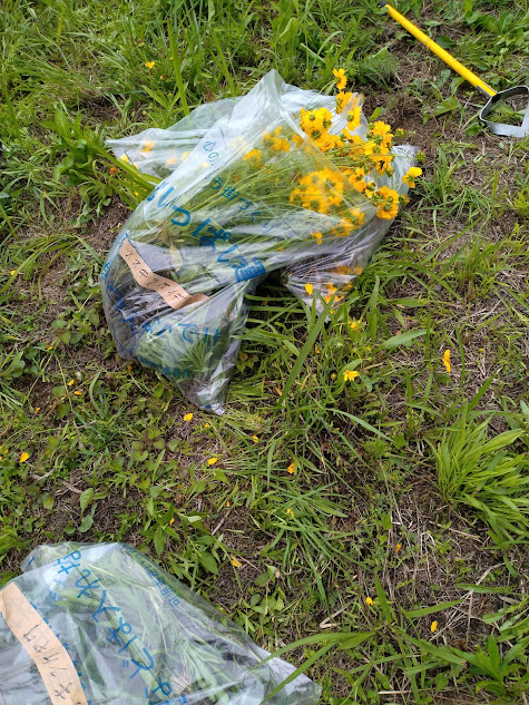 小さい幼芽も一か所に集めて処分