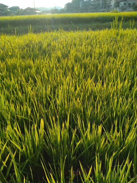 田んぼの中にもあちらこちら草が生えています