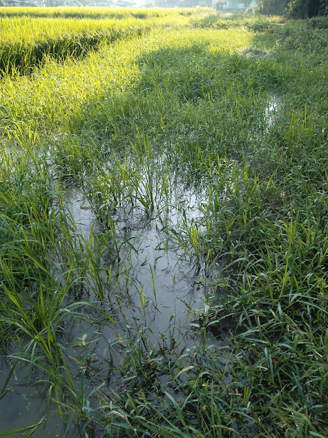 水がついて草が繁殖した圃場