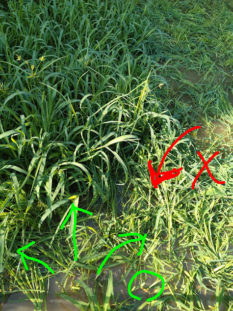 バランス悪い草刈り法からバランス良い草刈り法へ