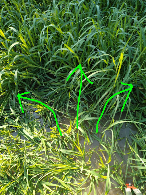 左右余すことなく草刈り