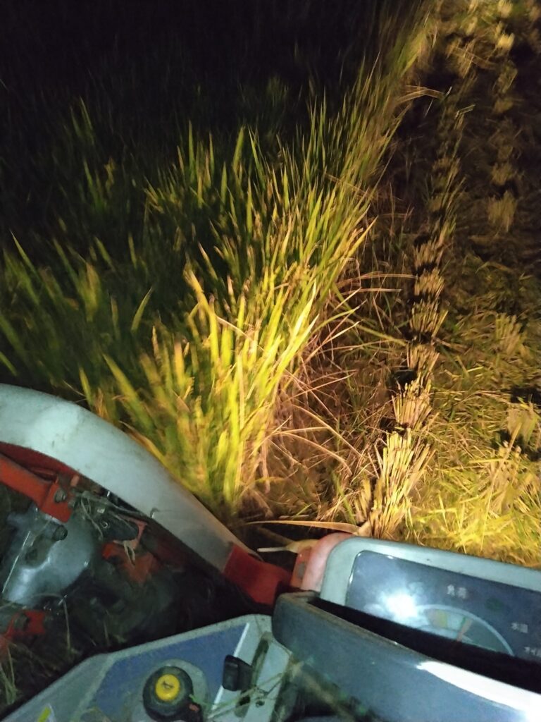 修理完了後日暮れ時に終了した2日目の稲刈り