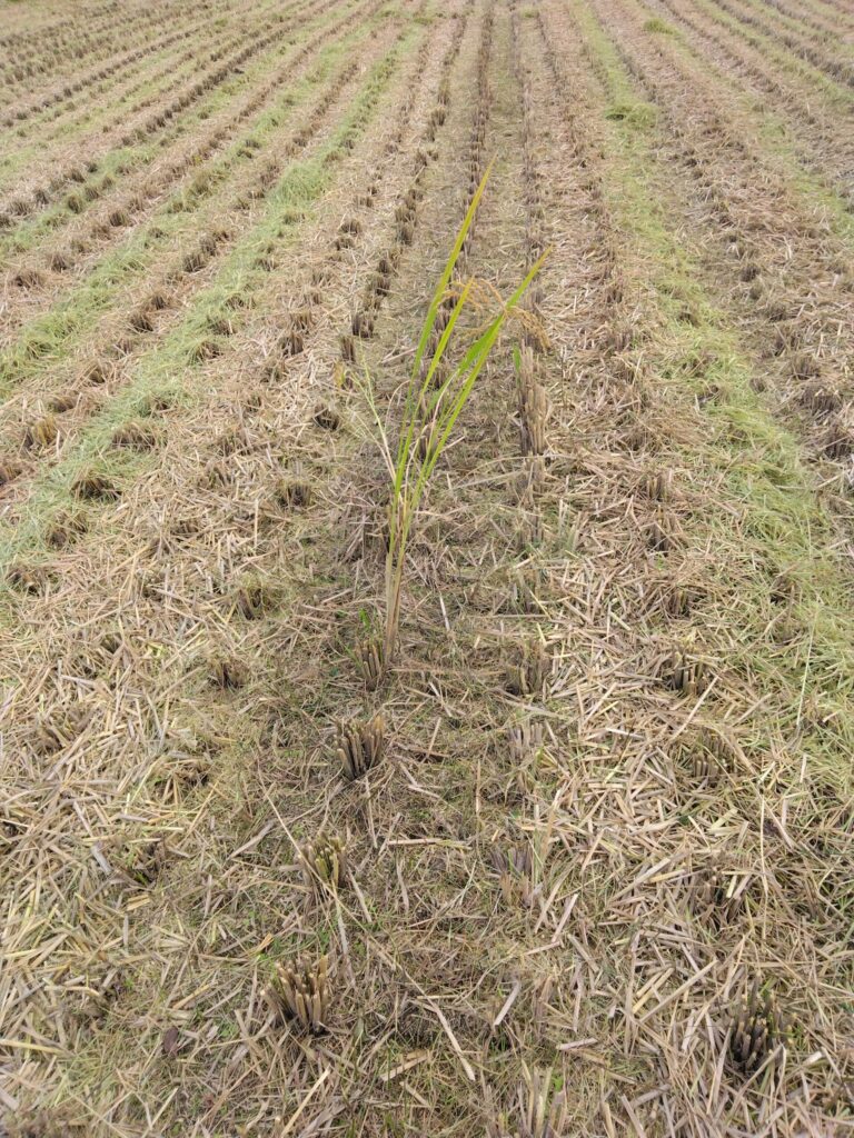 完全終了した本年の稲刈り