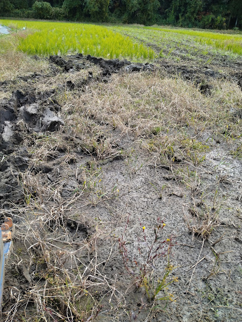 まともな圃場から緩い地盤の圃場に入ってスタックした様子を物語る写真