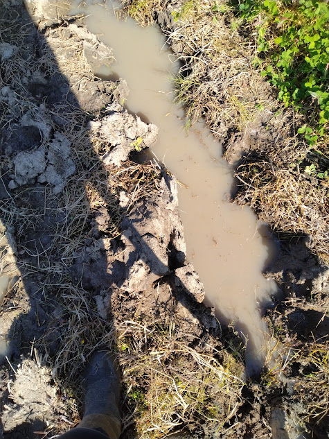 畔脇のタイヤ痕に溜まった水