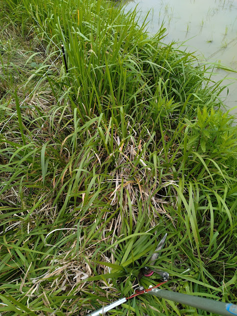 電気柵に草が触れて漏電しない程度に草を高刈りしていく。