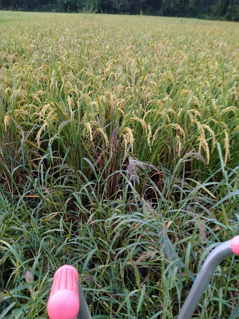 夏の時期も同様に圃場内のノビエを引き抜いたのに秋口に再び取り除く必要があった程今年はノビエが異常繁殖でした。