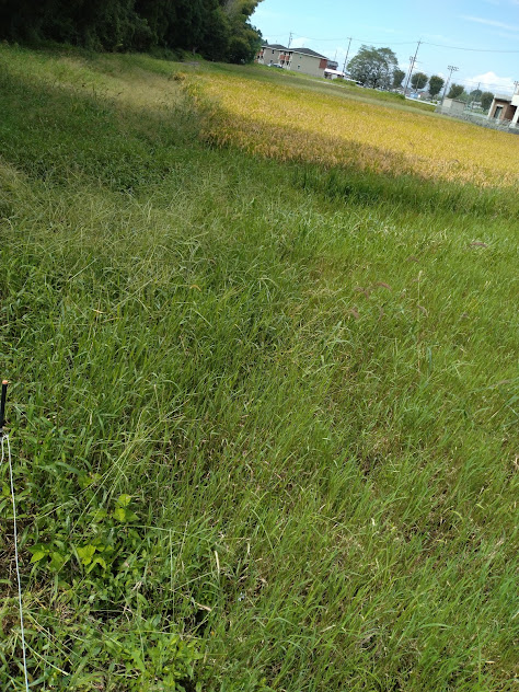 圃場内の草(ノビエ)を除去して軽トラに載せました。
