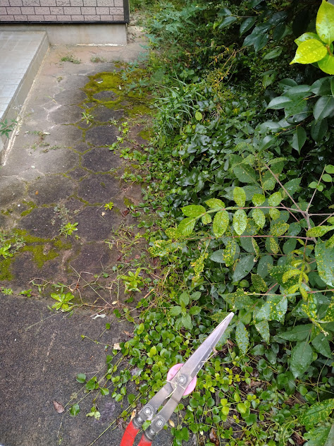 繁忙期に田んぼで活躍した草刈機(草刈かっちゃん)は閑散期に収益物件の庭の剪定で使いました。